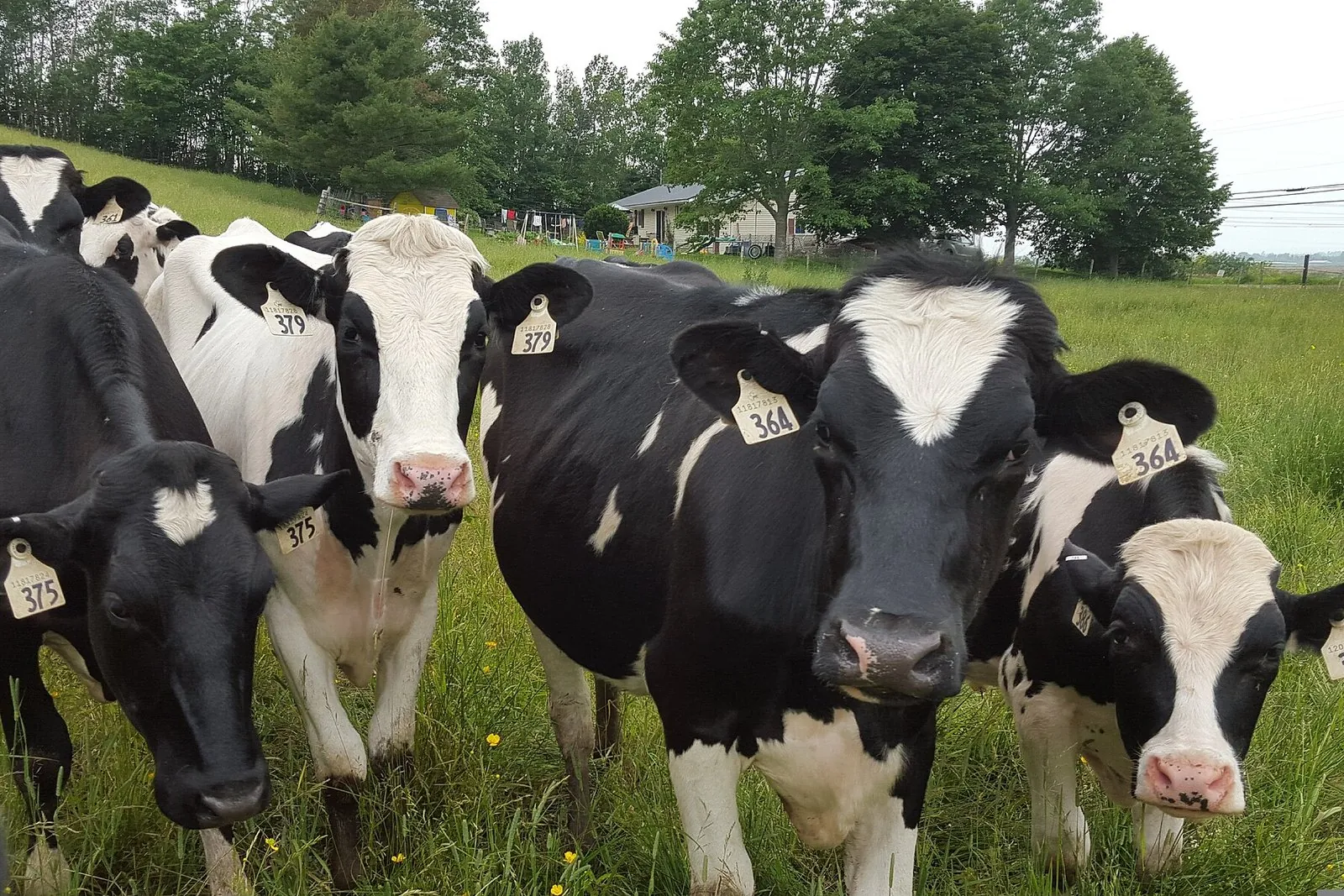 Cattle & Buffalo