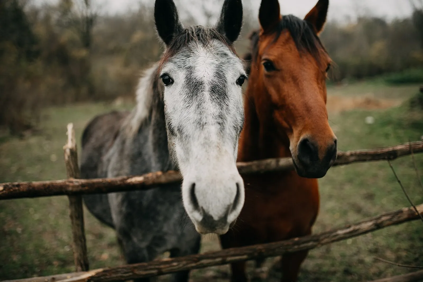 Horses