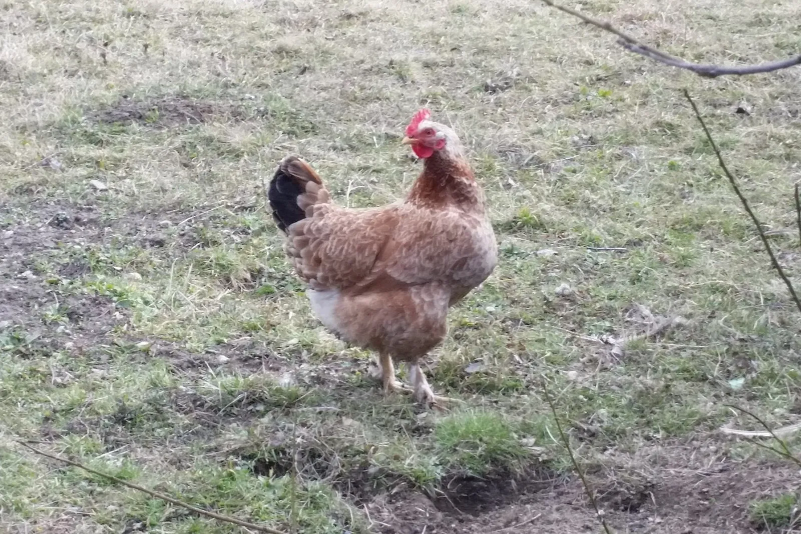 Poultry & Birds