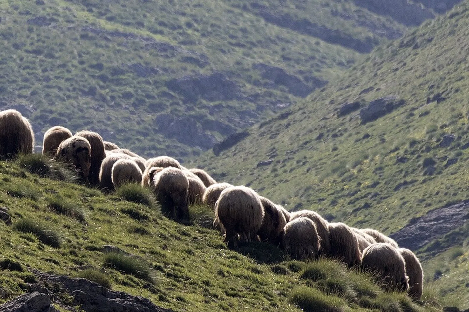 Sheep & Goats